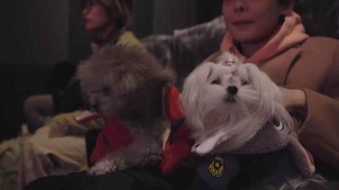 Rạp Phim Trung Quốc Mở Suất Chiếu Zootopia 2 Đặc Biệt Cho Chó - Ảnh 1.