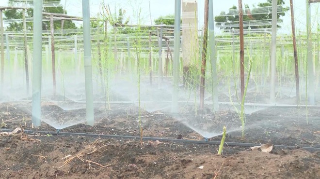 Tỉnh Khánh Hòa khôi phục sản xuất nông nghiệp sau mưa lũ - Ảnh 6.