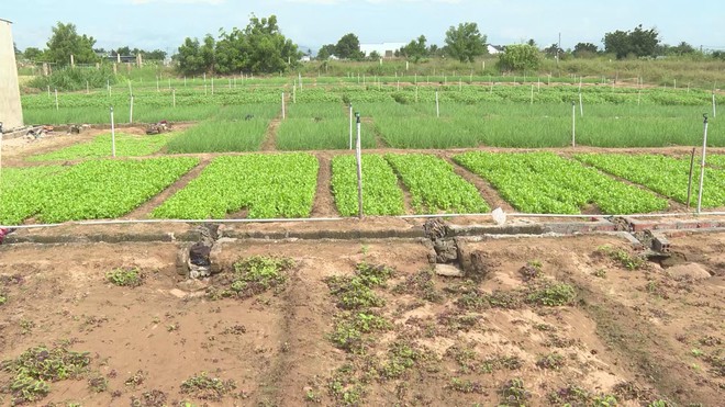 Tỉnh Khánh Hòa khôi phục sản xuất nông nghiệp sau mưa lũ - Ảnh 7.