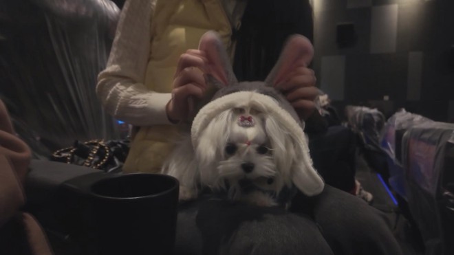 Rạp Phim Trung Quốc Mở Suất Chiếu Zootopia 2 Đặc Biệt Cho Chó - Ảnh 2.