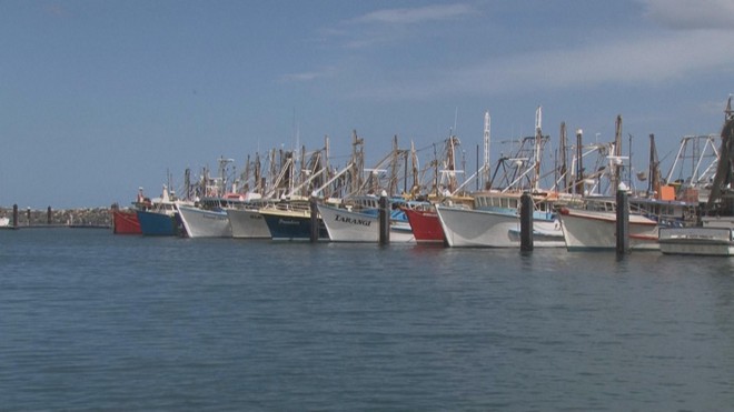 Australia: Gắn thiết bị theo dõi cá mập để bảo vệ người dân- Ảnh 1. Australia: Gắn thiết bị theo dõi cá mập để bảo vệ người dân- Ảnh 1.