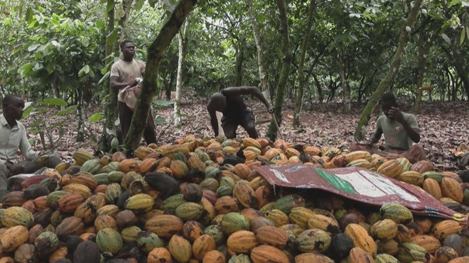 Giá ca cao giảm, nhưng giá sô cô la cuối năm vẫn cao- Ảnh 1. Giá ca cao giảm, nhưng giá sô cô la cuối năm vẫn cao- Ảnh 1.