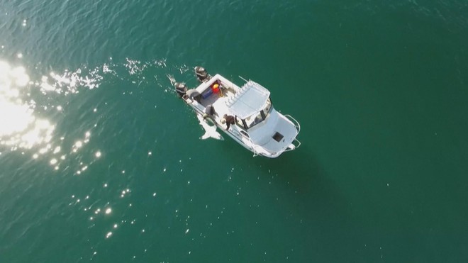 Australia: Gắn thiết bị theo dõi cá mập để bảo vệ người dân- Ảnh 2. Australia: Gắn thiết bị theo dõi cá mập để bảo vệ người dân- Ảnh 2.