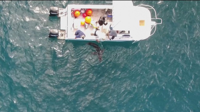 Australia: Gắn thiết bị theo dõi cá mập để bảo vệ người dân- Ảnh 3. Australia: Gắn thiết bị theo dõi cá mập để bảo vệ người dân- Ảnh 3.