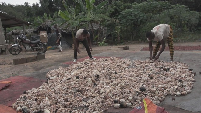 Giá ca cao giảm, nhưng giá sô cô la cuối năm vẫn cao- Ảnh 3. Giá ca cao giảm, nhưng giá sô cô la cuối năm vẫn cao- Ảnh 3.
