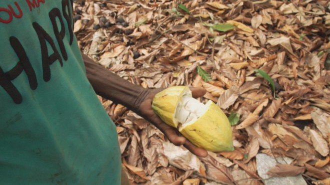 Giá ca cao giảm, nhưng giá sô cô la cuối năm vẫn cao- Ảnh 2. Giá ca cao giảm, nhưng giá sô cô la cuối năm vẫn cao- Ảnh 2.