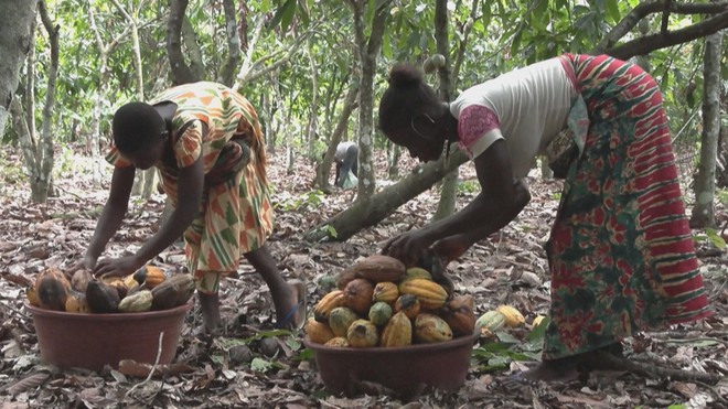 Giá ca cao giảm, nhưng giá sô cô la cuối năm vẫn cao- Ảnh 4. Giá ca cao giảm, nhưng giá sô cô la cuối năm vẫn cao- Ảnh 4.