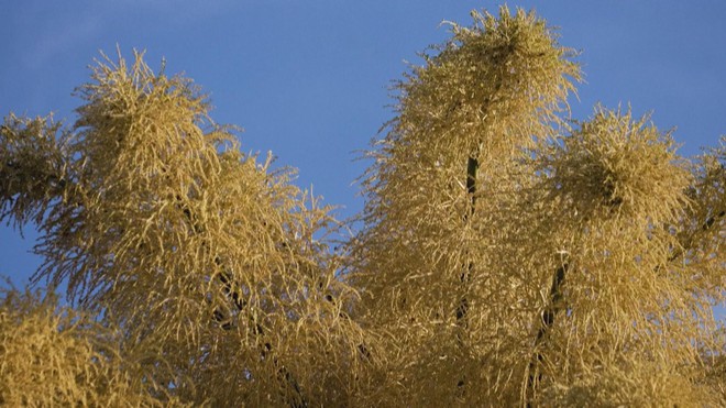 Brazil: Những cây cọ nở hoa lần đầu tiên, và cuối cùng trong đời- Ảnh 1. Brazil: Những cây cọ nở hoa lần đầu tiên, và cuối cùng trong đời- Ảnh 1.