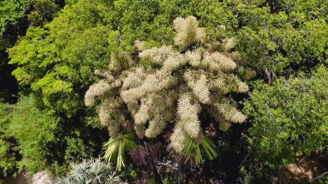 Brazil: Những cây cọ nở hoa lần đầu tiên, và cuối cùng trong đời- Ảnh 2. Brazil: Những cây cọ nở hoa lần đầu tiên, và cuối cùng trong đời- Ảnh 2.