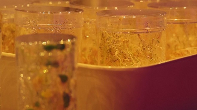 Italia in 3D bánh ngọt từ tế bào thực vật nuôi cấy - Ảnh 7.