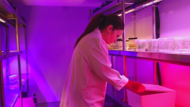 Italia in 3D bánh ngọt từ tế bào thực vật nuôi cấy - Ảnh 5.