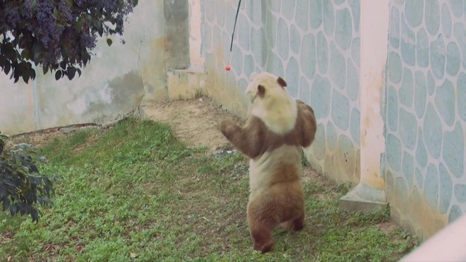 Gấu trúc nâu trắng Qi Zai “tập gym” chống rét âm 30°C - Ảnh 3.