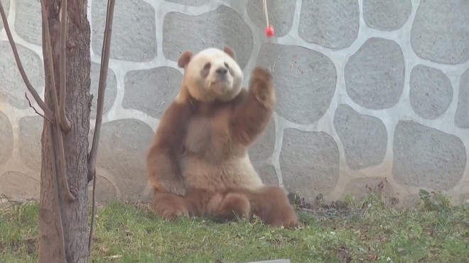 Gấu trúc nâu trắng Qi Zai “tập gym” chống rét âm 30°C - Ảnh 4.