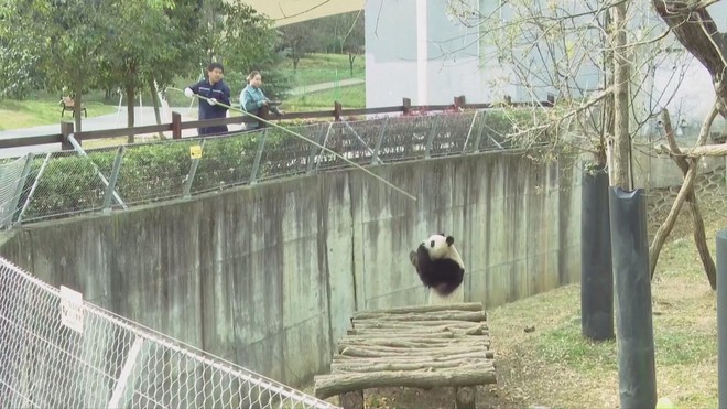 Gấu trúc nâu trắng Qi Zai “tập gym” chống rét âm 30°C - Ảnh 5.