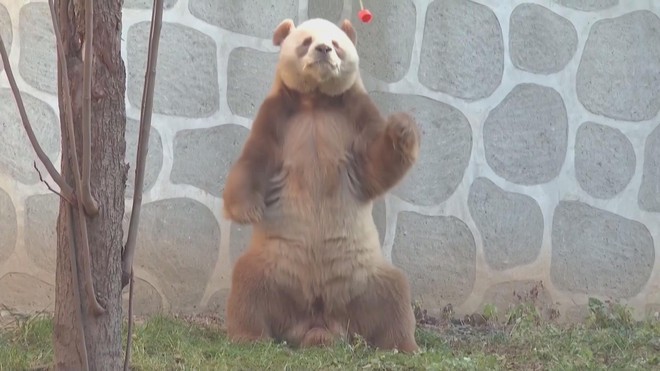 Gấu trúc nâu trắng Qi Zai “tập gym” chống rét âm 30°C - Ảnh 2.