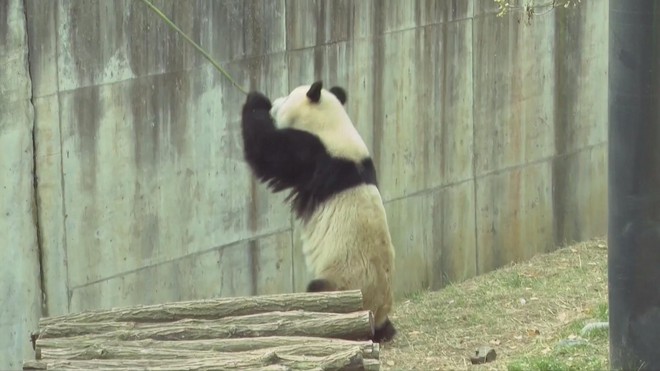 Gấu trúc nâu trắng Qi Zai “tập gym” chống rét âm 30°C - Ảnh 6.