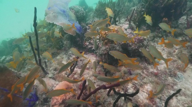 Thụ tinh trong ống nghiệm cho san hô ở biển Caribe - Ảnh 4.