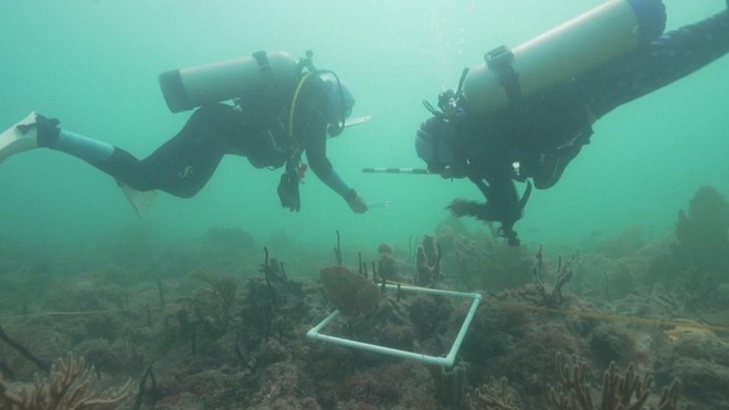 Thụ tinh trong ống nghiệm cho san hô ở biển Caribe - Ảnh 1.