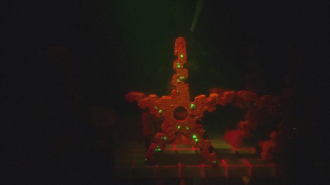 Thụ tinh trong ống nghiệm cho san hô ở biển Caribe - Ảnh 3.