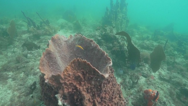 Thụ tinh trong ống nghiệm cho san hô ở biển Caribe - Ảnh 2.