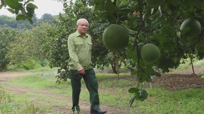 “Bộ đội Cụ Hồ” làm kinh tế, dựng xây cuộc sống mới trên quê hương- Ảnh 2.