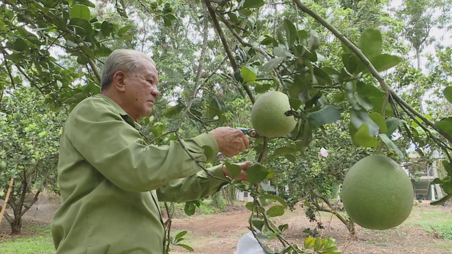 “Bộ đội Cụ Hồ” làm kinh tế, dựng xây cuộc sống mới trên quê hương- Ảnh 4.