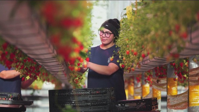 Sản xuất dâu tươi mùa Noel trong trời đông lạnh lẽo ở Anh- Ảnh 2.