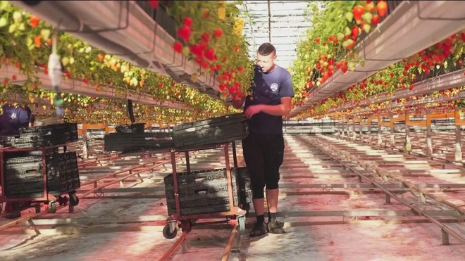 Sản xuất dâu tươi mùa Noel trong trời đông lạnh lẽo ở Anh- Ảnh 7.