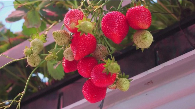 Sản xuất dâu tươi mùa Noel trong trời đông lạnh lẽo ở Anh- Ảnh 1.