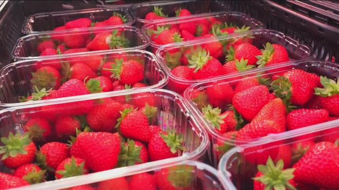 Sản xuất dâu tươi mùa Noel trong trời đông lạnh lẽo ở Anh- Ảnh 4.