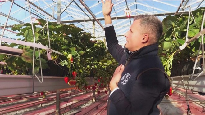 Sản xuất dâu tươi mùa Noel trong trời đông lạnh lẽo ở Anh- Ảnh 6.