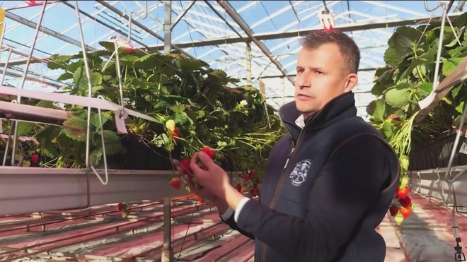 Sản xuất dâu tươi mùa Noel trong trời đông lạnh lẽo ở Anh- Ảnh 3.