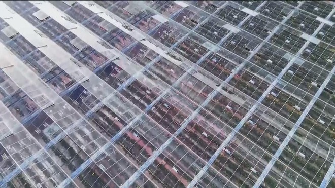 Sản xuất dâu tươi mùa Noel trong trời đông lạnh lẽo ở Anh- Ảnh 5.