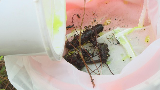 Ngăn sinh vật ngoại lai, bảo vệ an toàn sinh học- Ảnh 4.