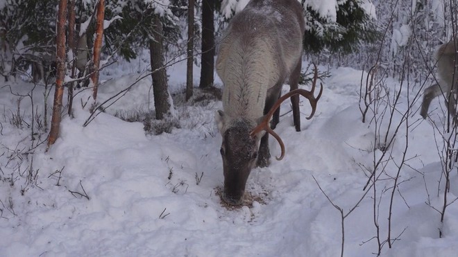 Biến đổi khí hậu đe dọa quê hương của Ông già Noel- Ảnh 1.