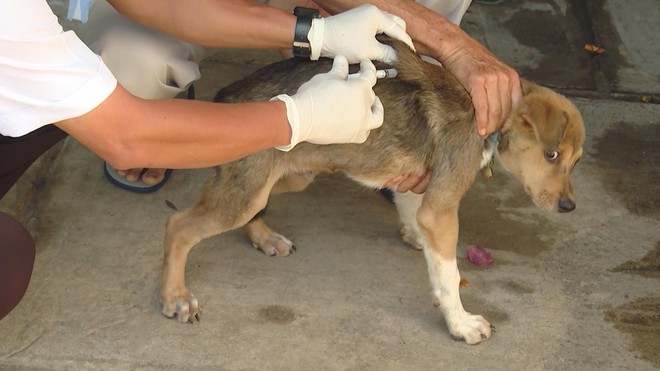 Đẩy mạnh tiêm phòng, bệnh dại tại TP. Hồ Chí Minh được kiểm soát hiệu quả - Ảnh 3.