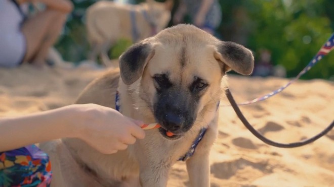 Buổi diễu hành của thú cưng mừng Giáng sinh trên bãi biển Phuket, Thái Lan - Ảnh 3.