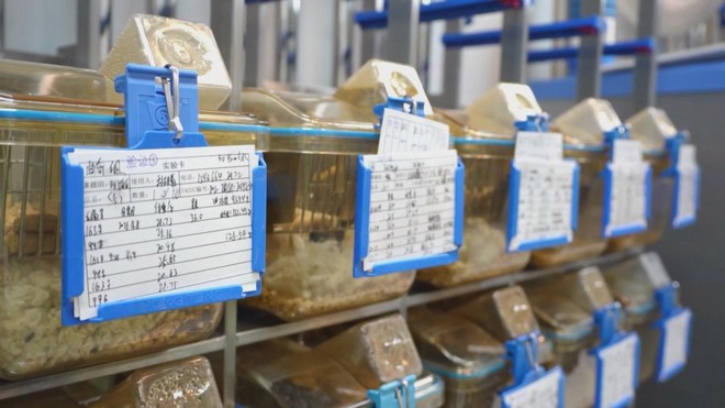 Con chuột sống trên trạm vũ trụ sinh con bình thường sau khi trở về Trái Đất- Ảnh 2.