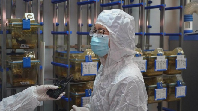 Con chuột sống trên trạm vũ trụ sinh con bình thường sau khi trở về Trái Đất- Ảnh 3.