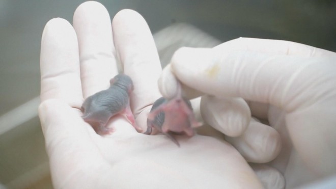 Con chuột sống trên trạm vũ trụ sinh con bình thường sau khi trở về Trái Đất- Ảnh 4.