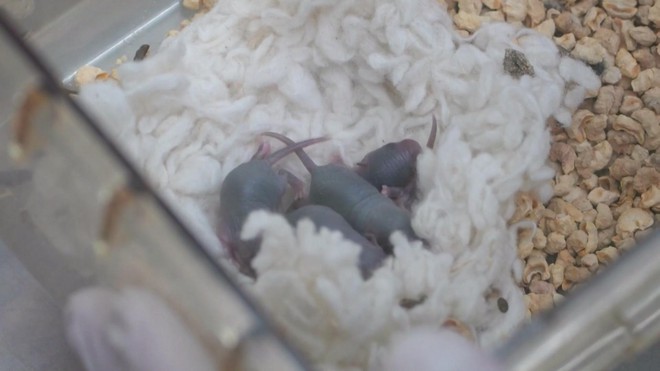 Con chuột sống trên trạm vũ trụ sinh con bình thường sau khi trở về Trái Đất- Ảnh 7.