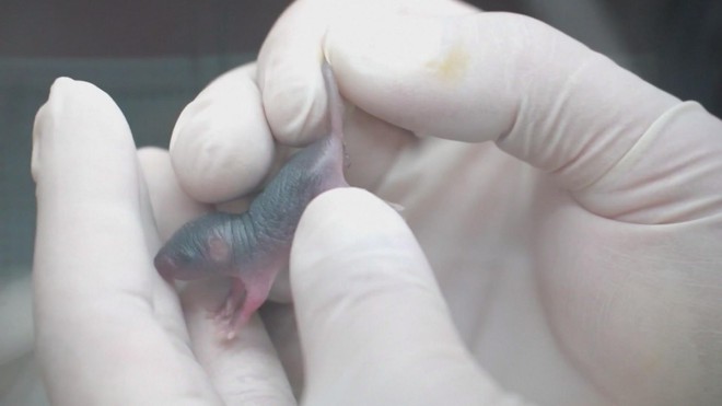 Con chuột sống trên trạm vũ trụ sinh con bình thường sau khi trở về Trái Đất- Ảnh 8.