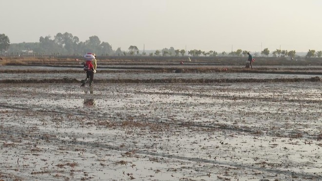 Nông dân TP. Hồ Chí Minh kỳ vọng mùa lúa Đông Xuân "được mùa, được giá" - Ảnh 3.