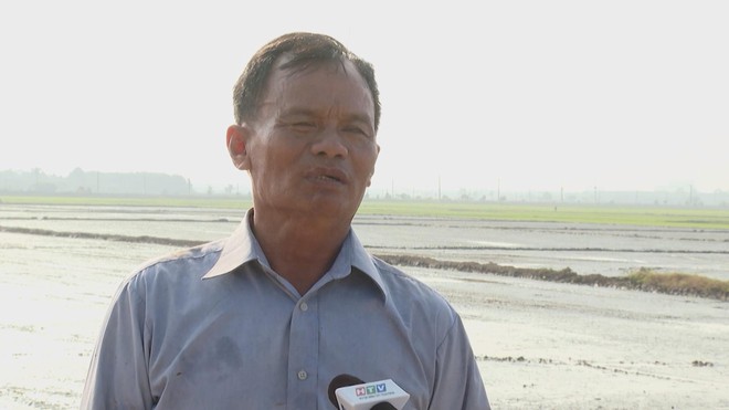 Nông dân TP. Hồ Chí Minh kỳ vọng mùa lúa Đông Xuân "được mùa, được giá" - Ảnh 2.