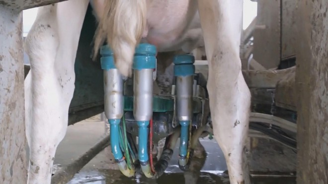 Australia áp dụng công nghệ vắt sữa bò tiên tiến - Ảnh 1.