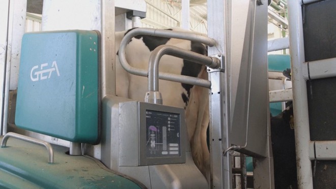 Australia áp dụng công nghệ vắt sữa bò tiên tiến - Ảnh 4.