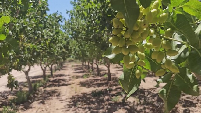 Nhu cầu hạt dẻ cười trên thế giới tăng mạnh - Ảnh 4.