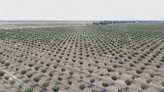 Nhu cầu hạt dẻ cười trên thế giới tăng mạnh - Ảnh 3.