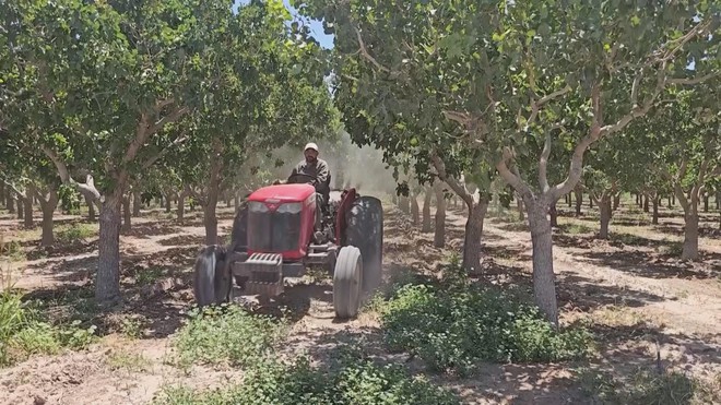 Nhu cầu hạt dẻ cười trên thế giới tăng mạnh - Ảnh 7.