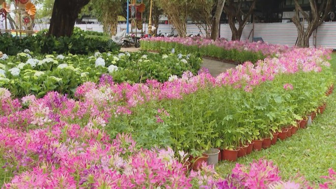 Vươn khơi - Ngày 6/12/2025 | Chỉnh trang đô thị và trang trí Tết Nguyên đán Bính Ngọ 2026 - Ảnh 2.